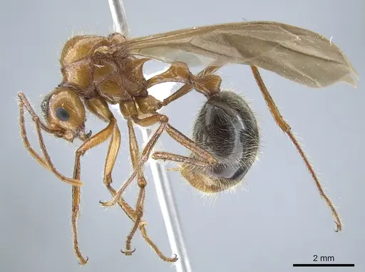 Myrmicaria melanogaster specimen CASENT0634285 image casent0634285_3