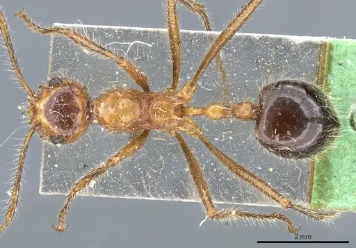 Myrmicaria melanogaster specimen CASENT0904469 image casent0904469_1