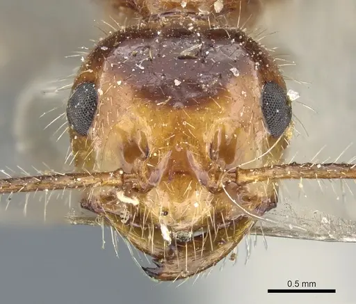Myrmicaria melanogaster specimen CASENT0904469 image casent0904469_2