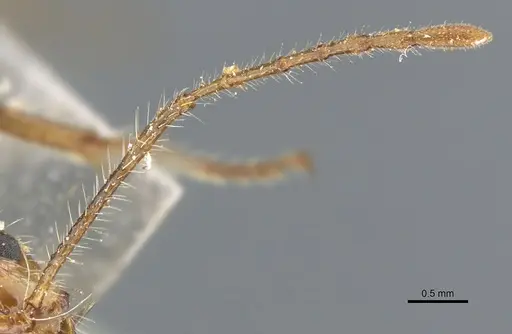Myrmicaria melanogaster specimen CASENT0904469 image casent0904469_3