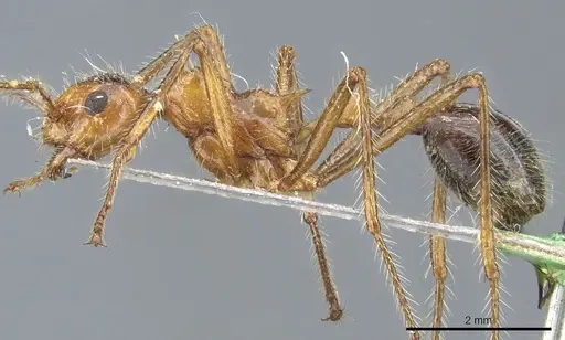 Myrmicaria melanogaster specimen CASENT0904469 image casent0904469_4