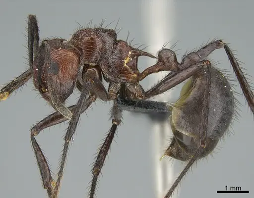 Myrmicaria natalensis specimen CASENT0066795 image casent0066795_1