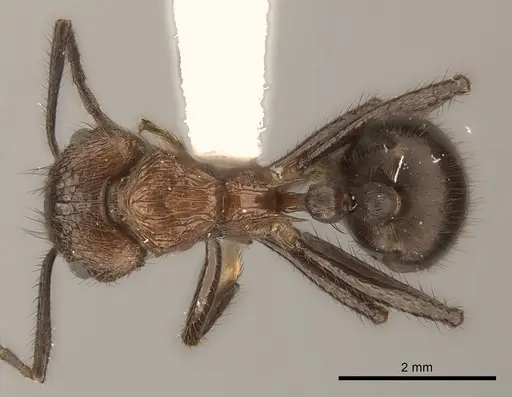 Myrmicaria natalensis specimen CASENT0217894 image casent0217894_1