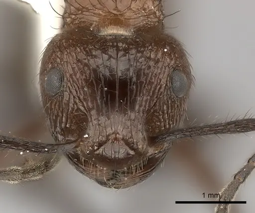 Myrmicaria natalensis specimen CASENT0217894 image casent0217894_2