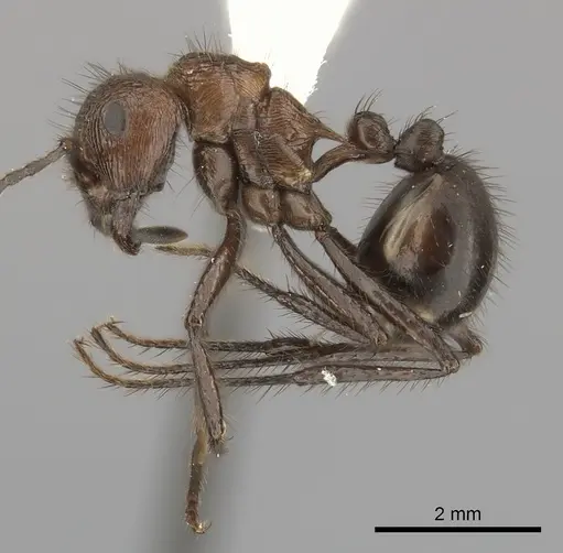 Myrmicaria natalensis specimen CASENT0217894 image casent0217894_3