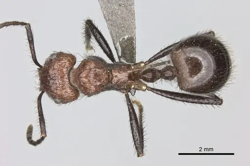 Myrmicaria natalensis specimen CASENT0235940 image casent0235940_1