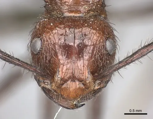 Myrmicaria natalensis specimen CASENT0235940 image casent0235940_2