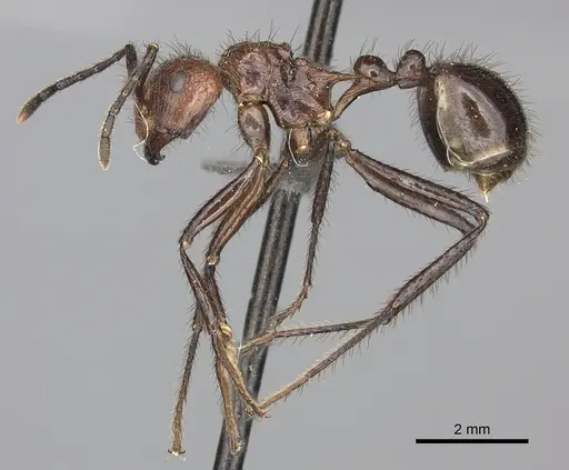 Myrmicaria natalensis specimen CASENT0235940 image casent0235940_3
