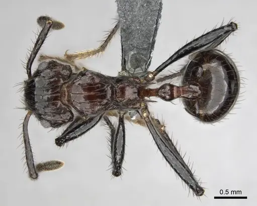 Myrmicaria natalensis specimen CASENT0252747 image casent0252747_1