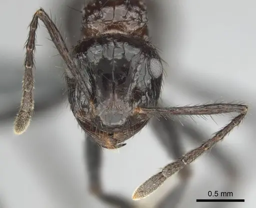 Myrmicaria natalensis specimen CASENT0252747 image casent0252747_3