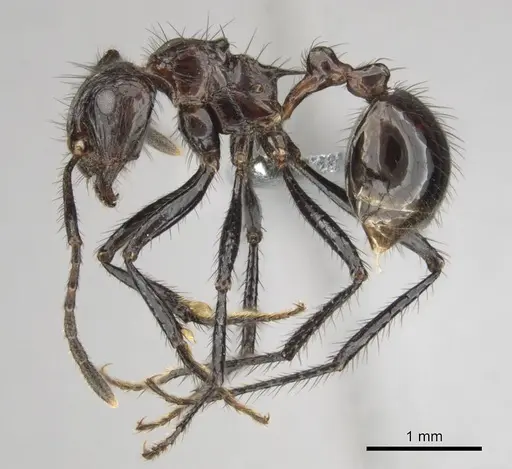 Myrmicaria natalensis specimen CASENT0252747 image casent0252747_4