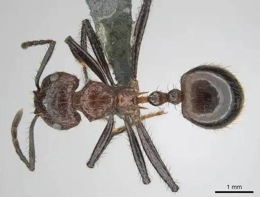 Myrmicaria natalensis specimen CASENT0258392 image casent0258392_1