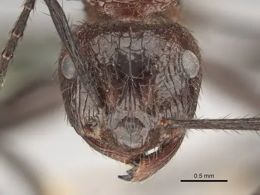 Myrmicaria natalensis specimen CASENT0258392 image casent0258392_2