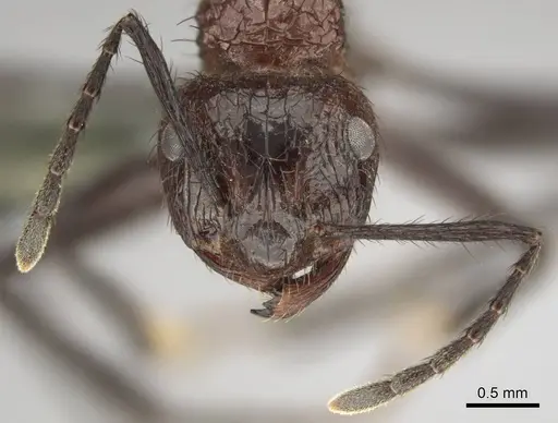 Myrmicaria natalensis specimen CASENT0258392 image casent0258392_3