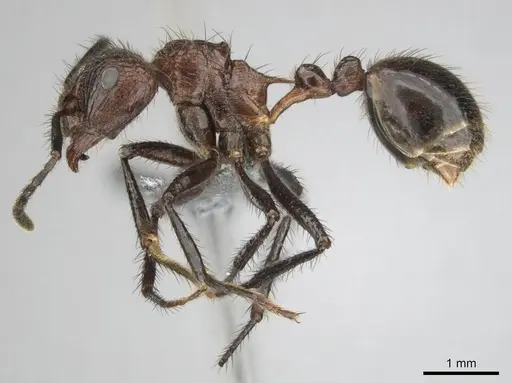 Myrmicaria natalensis specimen CASENT0258392 image casent0258392_4