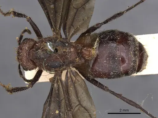 Myrmicaria natalensis specimen CASENT0900501 image casent0900501_1