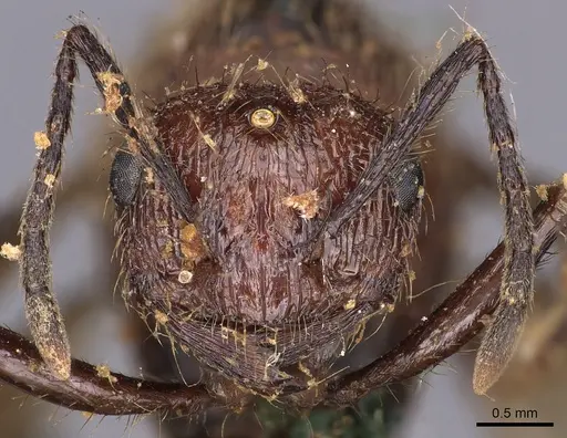Myrmicaria natalensis specimen CASENT0900501 image casent0900501_2