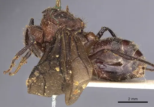 Myrmicaria natalensis specimen CASENT0900501 image casent0900501_3