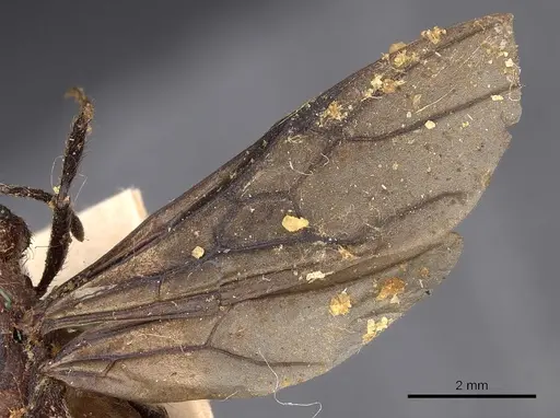 Myrmicaria natalensis specimen CASENT0900501 image casent0900501_4