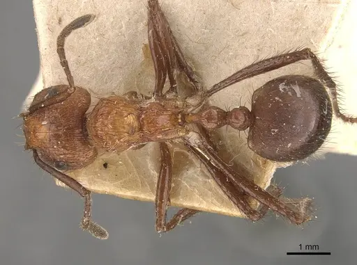 Myrmicaria natalensis specimen CASENT0908333 image casent0908333_1