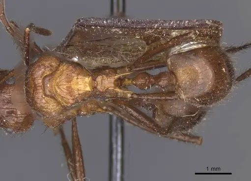 Myrmicaria natalensis specimen CASENT0913045 image casent0913045_1