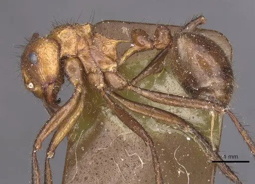 Myrmicaria natalensis specimen CASENT0913045 image casent0913045_3