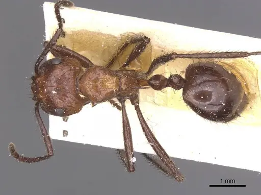 Myrmicaria natalensis specimen CASENT0913046 image casent0913046_1
