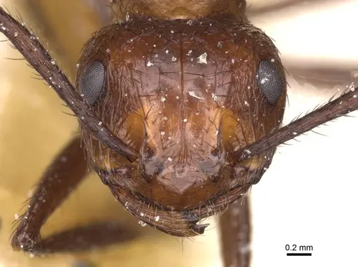Myrmicaria natalensis specimen CASENT0913046 image casent0913046_2