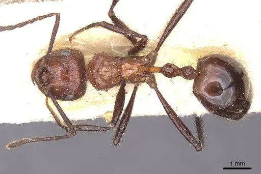Myrmicaria natalensis specimen CASENT0913047 image casent0913047_1