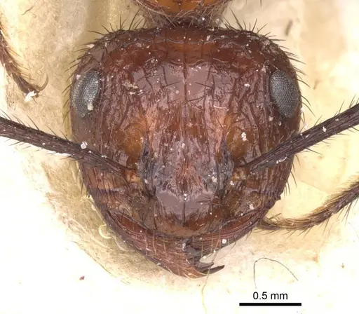 Myrmicaria natalensis specimen CASENT0913047 image casent0913047_2