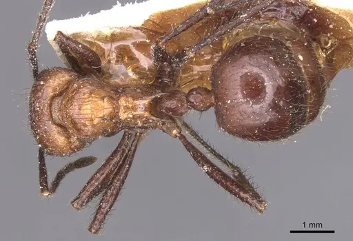 Myrmicaria natalensis specimen CASENT0913048 image casent0913048_1