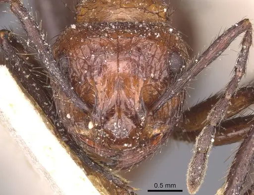 Myrmicaria natalensis specimen CASENT0913048 image casent0913048_2