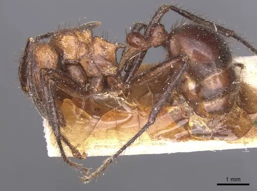 Myrmicaria natalensis specimen CASENT0913048 image casent0913048_3