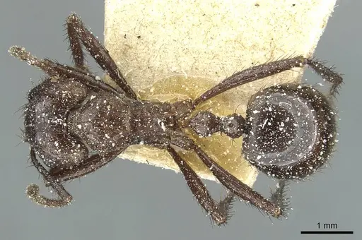 Myrmicaria natalensis specimen CASENT0913049 image casent0913049_1