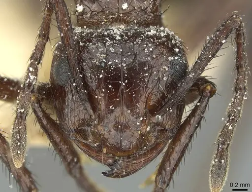 Myrmicaria natalensis specimen CASENT0913049 image casent0913049_2
