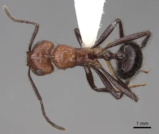 Myrmicaria natalensis specimen CASENT0923007 image casent0923007_1