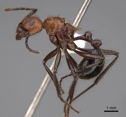Myrmicaria natalensis specimen CASENT0923007 image casent0923007_3