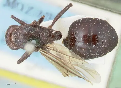 Myrmicaria natalensis specimen FOCOL1578 image focol1578_1