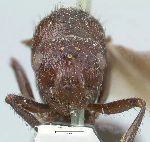 Myrmicaria natalensis specimen FOCOL1578 image focol1578_2
