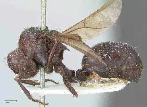 Myrmicaria natalensis specimen FOCOL1578 image focol1578_3