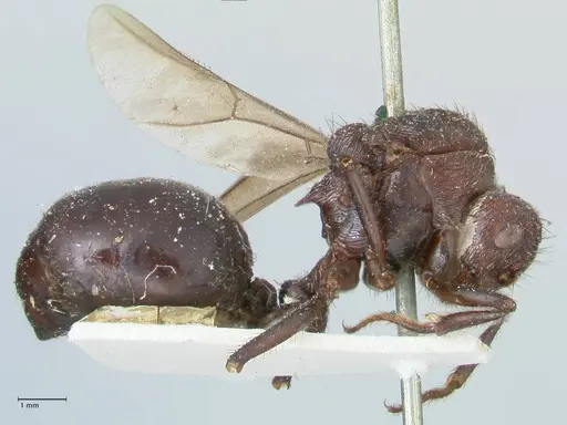 Myrmicaria natalensis specimen FOCOL1578 image focol1578_4