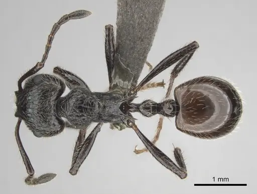 Myrmicaria nigra specimen CASENT0815953 image casent0815953_1