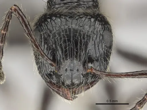 Myrmicaria nigra specimen CASENT0815953 image casent0815953_2