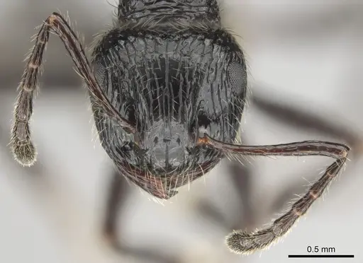 Myrmicaria nigra specimen CASENT0815953 image casent0815953_3