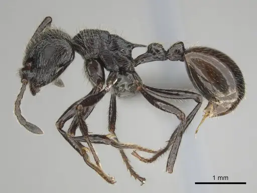 Myrmicaria nigra specimen CASENT0815953 image casent0815953_4