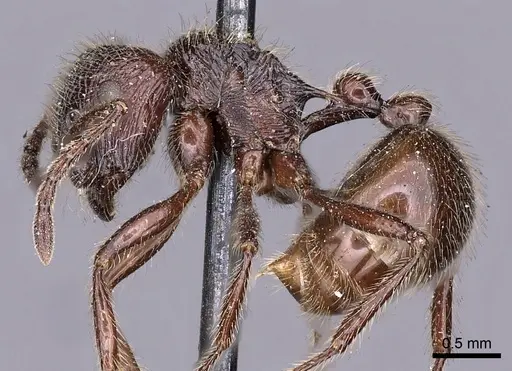 Myrmicaria nigra specimen CASENT0900506 image casent0900506_3