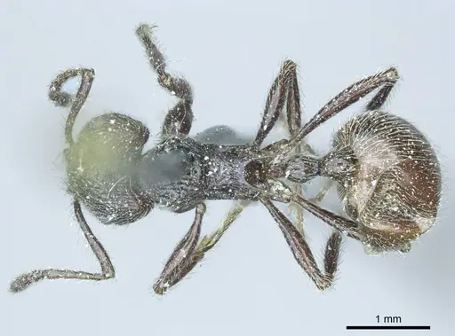 Myrmicaria nigra specimen CASENT0919728 image casent0919728_1