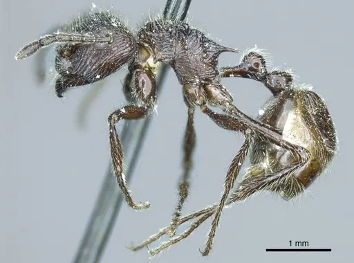 Myrmicaria nigra specimen CASENT0919728 image casent0919728_3