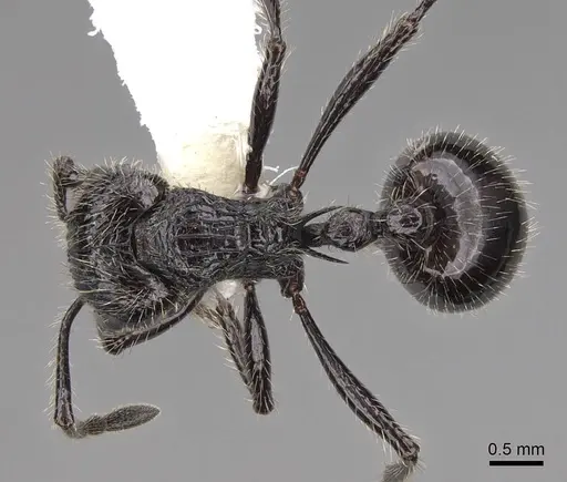 Myrmicaria nigra specimen CASENT0923008 image casent0923008_1