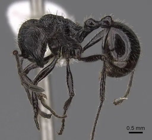 Myrmicaria nigra specimen CASENT0923008 image casent0923008_3
